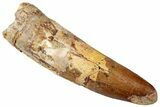 Fossil Spinosaurus Tooth - Real Dinosaur Tooth #316807-1